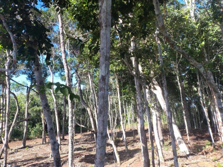 Imagem-do-WhatsApp-de-2025-11-05-as-11.09.13_156cc487-1